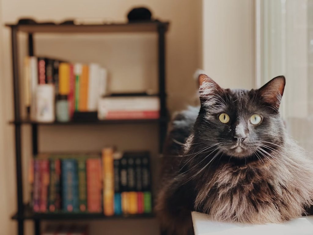 Bem-estar felino: 4 passos para um ambiente aconchegante para seu gato 5 comp.photo 1627308722931 0e6a1214c03e min